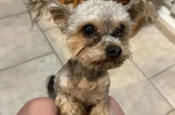 Найдена собака, Санкт-Петербург, фото: Найден Йорк, пр. Металлистов 25 к3, СПб