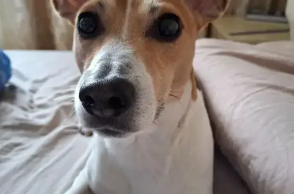 Собаки потеряшки, Красноярск, фото: Потеряшка собака на Калинина, 2А, Красноярск