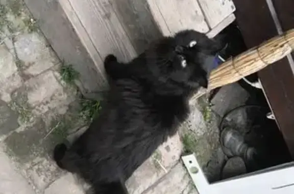 Пропала кошка, Партизанская 101, НСК