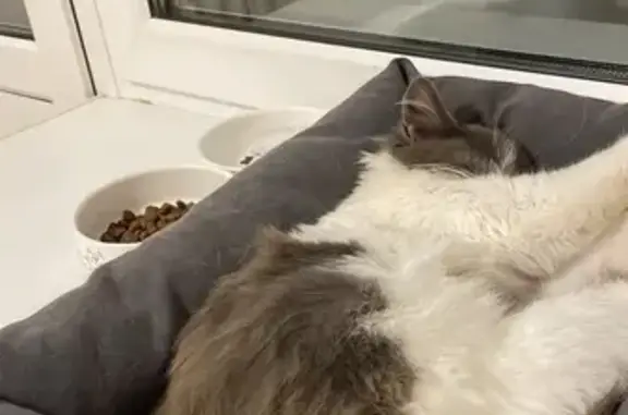 Кошка найдена: Орёл, Раздольная улица