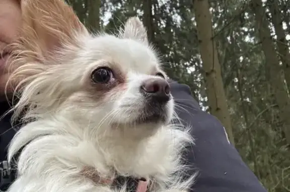 Найдена собака, Московская область, фото: Собака найдена у Волоколамского шоссе, Дедовск