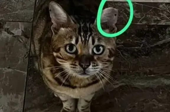 Кошки потеряшки, Введенщина, фото: Потеряшка кошка, Кузнечная ул., 40, Введенщина