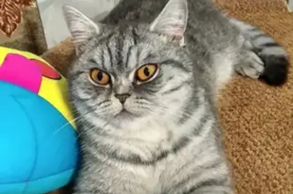 Кошки потеряшки, Красноярск, фото: Потеряшка кошка Боня, ул. Мичурина, 10