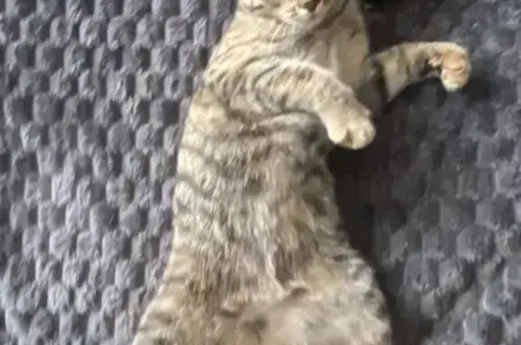 Кошка найдена: ул. Кутузова, 81А, Красноярск