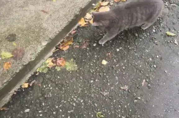 Найдена кошка, Киров, фото: Кошка найдена: ул. Ленина, 102А, Киров