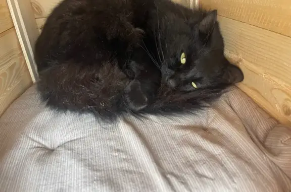 Кошки потеряшки, Московская область, фото: Потеряшка кошка в Прудках, МО