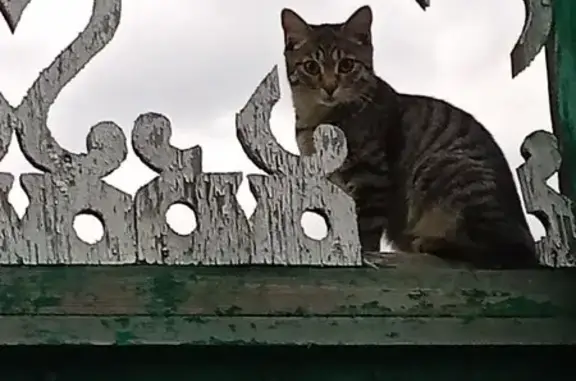 Пропала кошка, ул. Сов. Армии 3, Черногорск