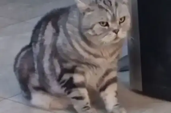 Кошки потеряшки, Верх-Тула, фото: Потеряшка кошка, Садовая ул. 64, Верх-Тула