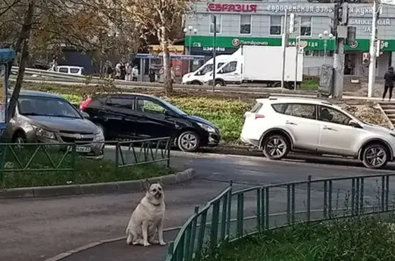 Собака найдена: пр. Тракторостроителей, 36