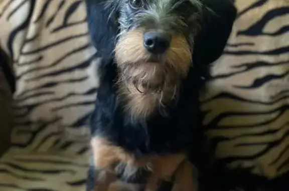 Собаки потеряшки, Омск, фото: Потеряшка собака Жужа, Омск, 4-я Пригородная, 8