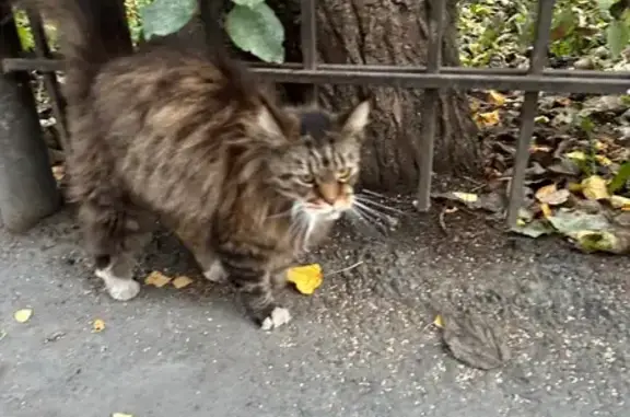 Мэйнкун найден: переулок Макушина, 14/1