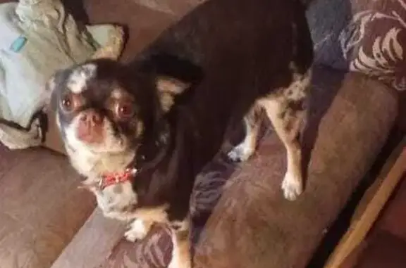 Собака найдена, ул. Ударников, 12А, Липецк