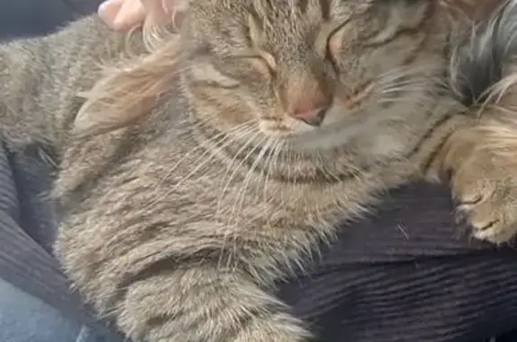 Кошки потеряшки, , фото: Потеряшка кошка, ул. 8 Марта, 1, Лесной