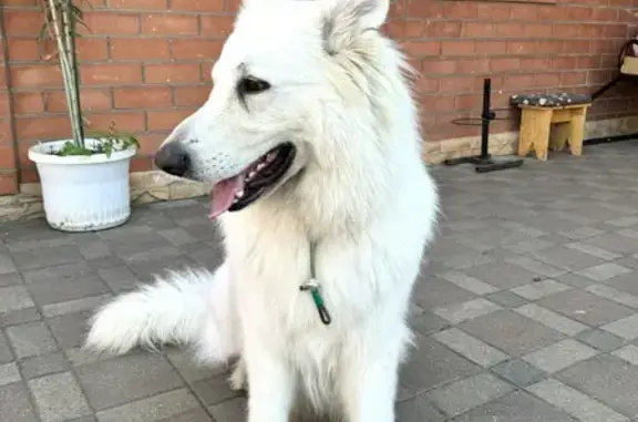 Пропала собака: Российская ул., 448/1