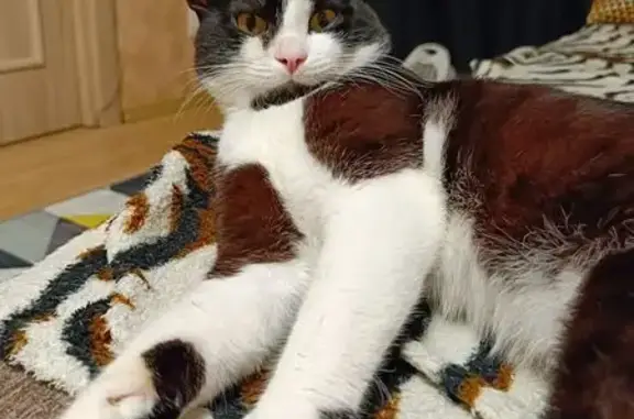 Кошки потеряшки, Екатеринбург, фото: Потеряшка кошка, ул. Щербакова, Екатеринбург