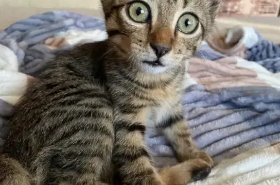 Пропала кошка, Шошина 17, Владивосток