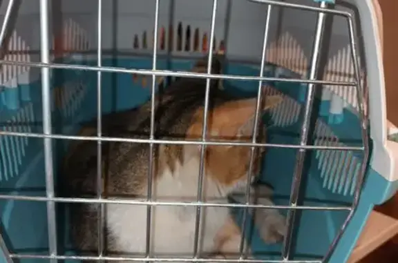 Кошка найдена у аптеки, пр. 60 лет СССР, 21