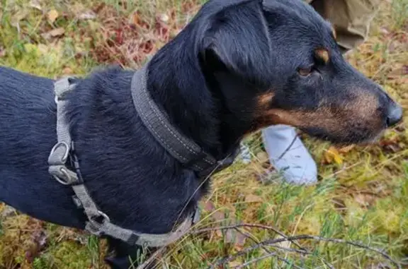 Найдена собака, Архангельская область, фото: Пес найден на 1168 км М8, Архангельск