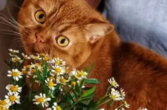 Пропала кошка, 4-я Зона, 10-я Дачная