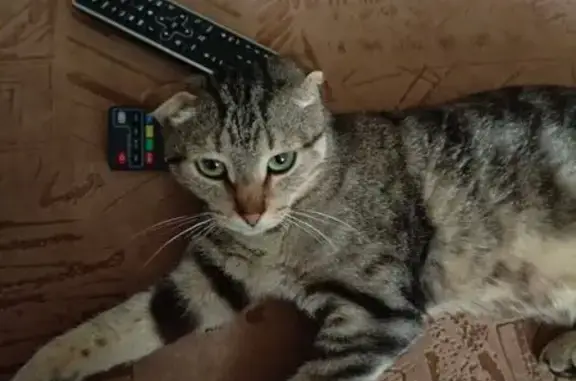 Найдена кошка, Кинель, фото: Кошка найдена у магазина, ул. 50 лет Октября, 97