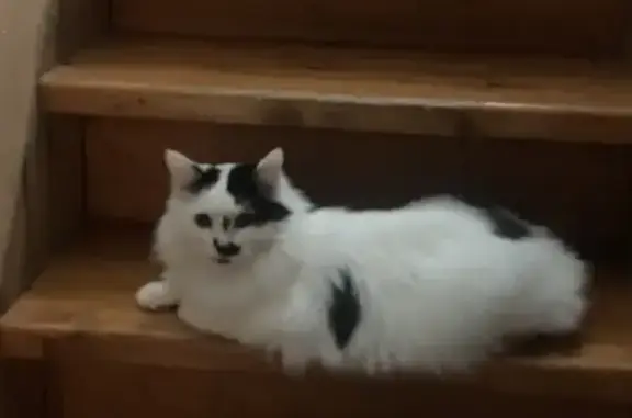 Кошки потеряшки, Павлово, фото: Потеряшка кошка, ул. Полянка, 3, Павлово