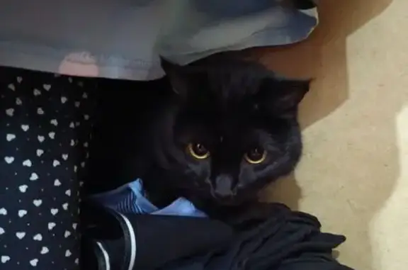 Кошки потеряшки, Муравленко, фото: Потеряшка кошка, ул. 70 лет Октября, 34