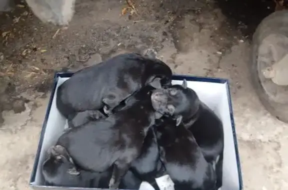 Найдена собака, , фото: Собака и 7 щенков найдены, Мирная 45