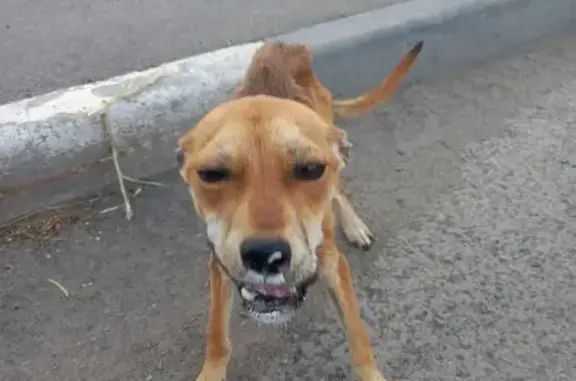 Найдена рыжая собака, ул. Ленина, 46/17