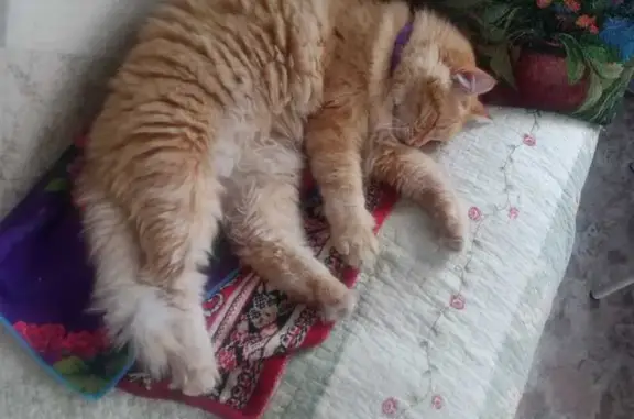 Кошки потеряшки, Шушенское, фото: Потеряшка кошка, ул. Фрунзе 12, Шушенское