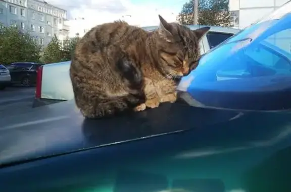 Найденные животные Вологда, фото: Кошка найдена: Вологда, Поселковая 6