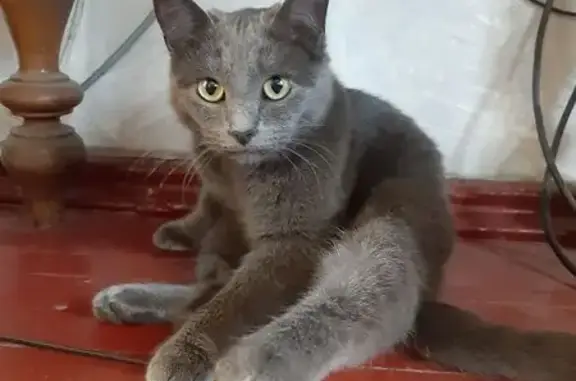 Найдена кошка, Кемерово, фото: Кошка найдена в подъезде, Кемерово, 2-й Тульский.