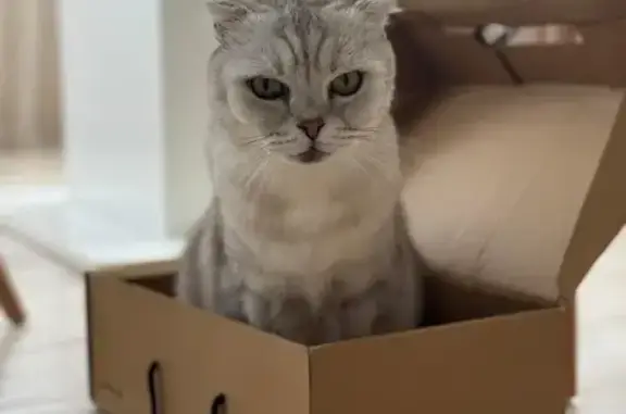 Кошки потеряшки, Владивосток, фото: Потеряшка кошка, Владивосток, 2-я Шоссейная 5В