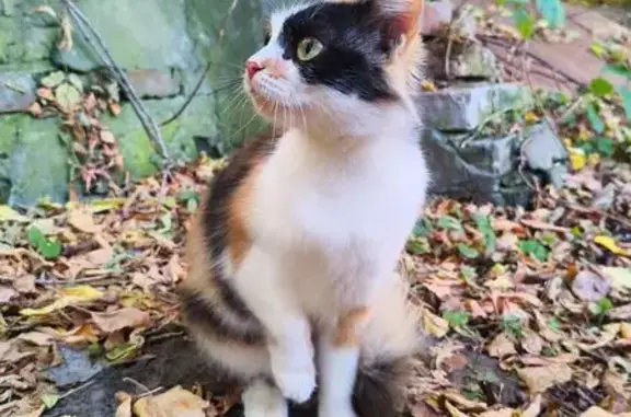 Найдена кошка, Нижний Новгород, фото: Кошка найдена на Шорина, 3, Нижний Новгород