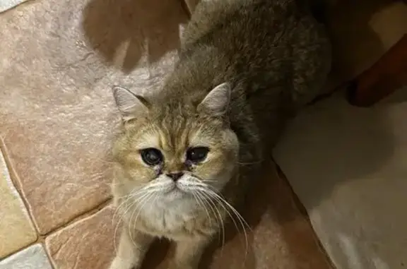 Кошки потеряшки, Курск, фото: Потеряшка кошка, Тимская ул., 76, Курск