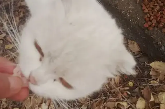Найдена кошка, Камышин, фото: Найдена белая кошка, Ленина 5А, Камышин
