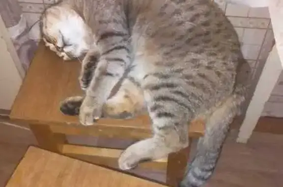 Найдена кошка, Кемерово, фото: Найдена кошка, ул. Громовой 4, Кемерово