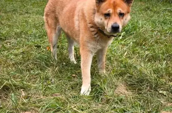 Найдена собака, Жуковский, фото: Найдена рыжая собака, ул. Горельники, 5