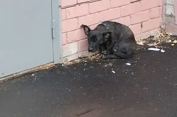 Найдена собака, Киров, фото: Найдена собака, ул. Свободы 23, Киров