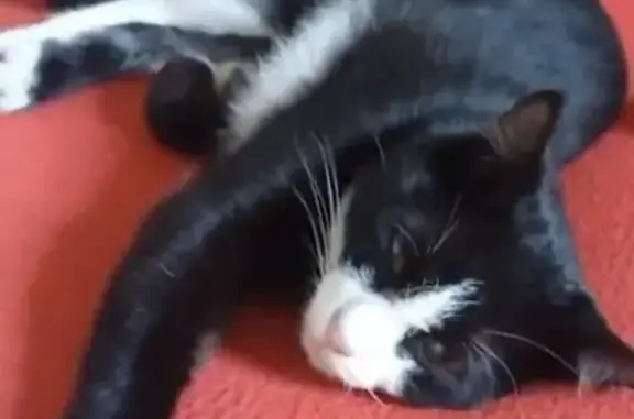 Пропал кот Вася, ул. Р. Люксембург 19, Абакан