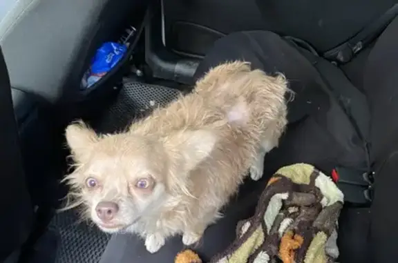 Найдена собака, Красноярское, фото: Собака найдена: Набережная, Красноярское СП