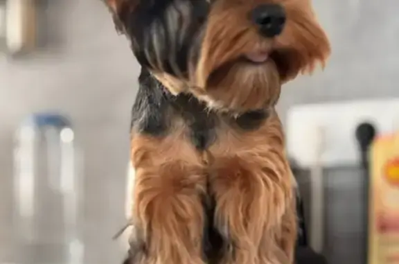 Собаки потеряшки, Пермский край, фото: Потеряшка собака в Пермском крае