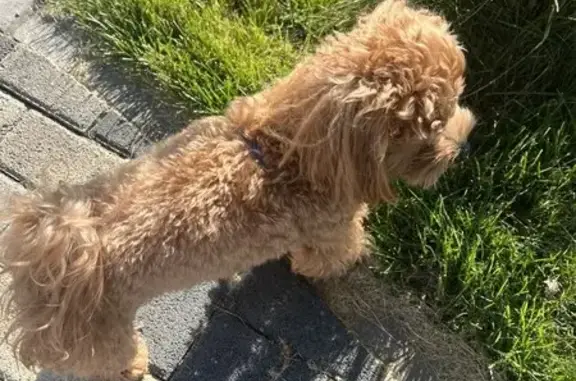 Найдена собака, Новая Адыгея, фото: Найдена собака, Северная Дамба 10 к2