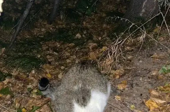 Кот найден у дома 48А, ул. Стасовой