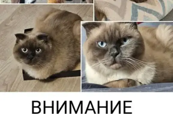 Пропал кот, ул. Льва Толстого, 43А