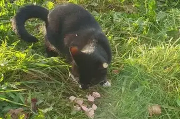 Найдена кошка, Людогоща ул., Великий Новгород