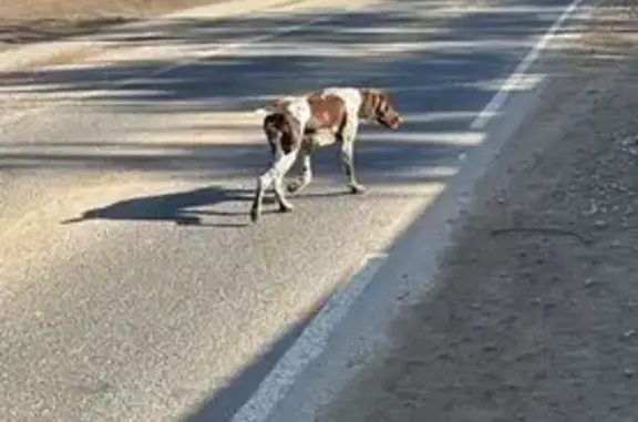 Пропала собака, СНТ Петровские сады