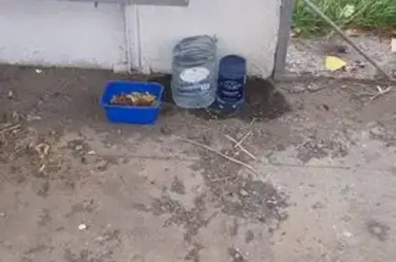 Найдена собака, Красная Долина, фото: Собака на остановке, Красная Долина