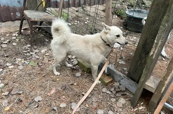 Найдена собака, Первомайское сельское поселение, фото: Найдена собака, Первомайское поселение