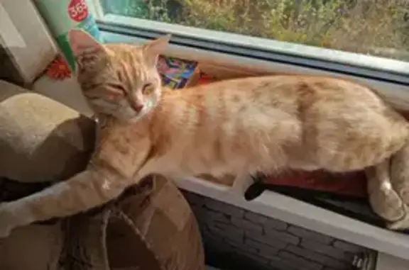 Кошки потеряшки, Оренбург, фото: Потеряшка кот, Оренбургская ул. 84, Оренбург