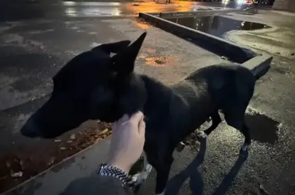 Собака найдена на Лебедева, 13, Пермь